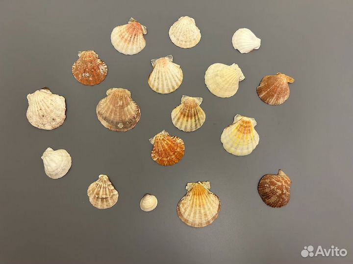 Ракушки морские