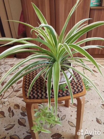 Хлорофитум