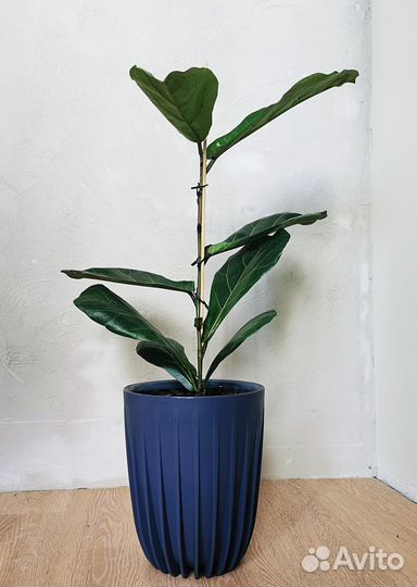 Фикус лирата колумнарис