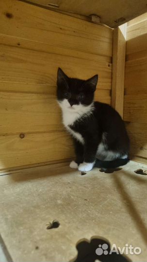 Котенок в дар