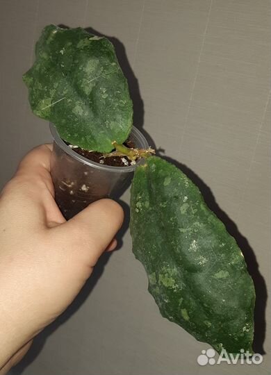 Хойя Ундулата