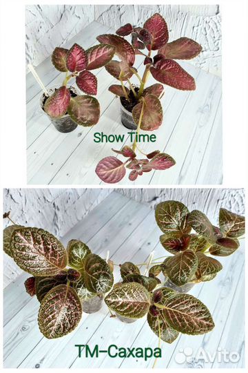 Эписции сортовые