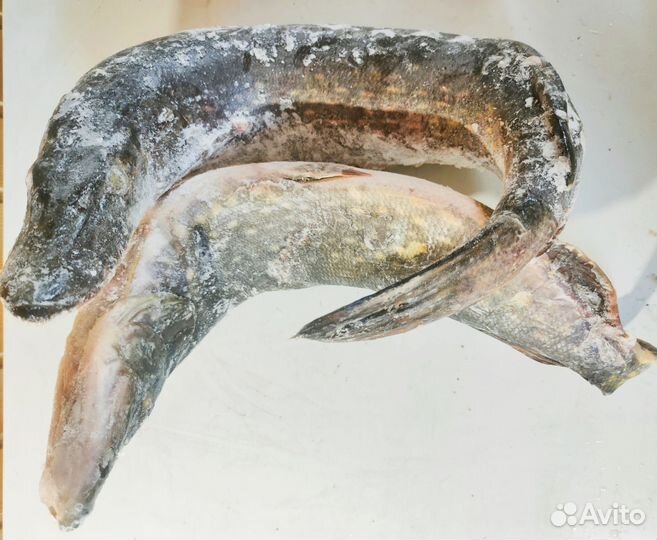 Щука, лещ, язь и другая свежая Ладожская рыба