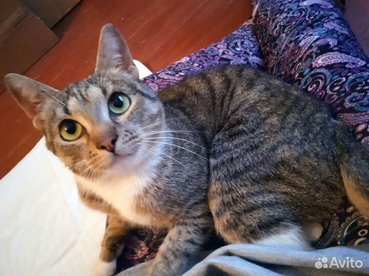 Самая ласковая кошка на свете