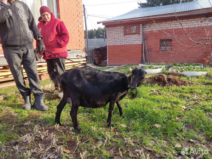 Коза ломанча