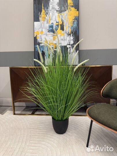 Растение интерьерное