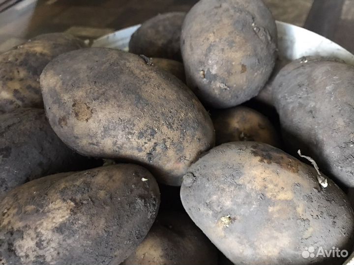 Картофель крупный