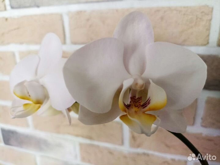 Орхидея фаленопсис