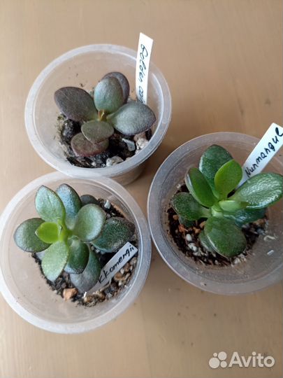 Крассулы набор
