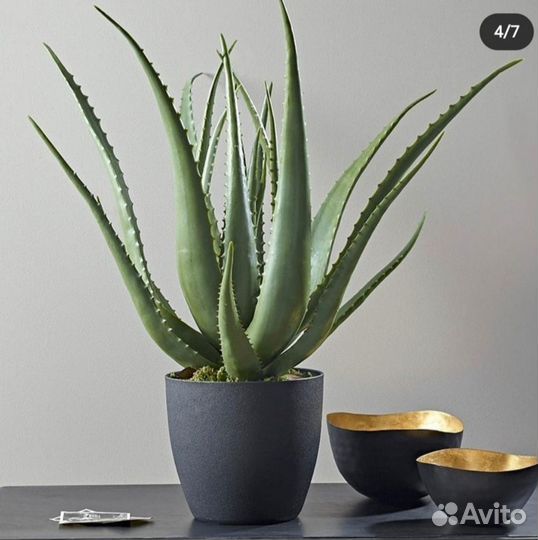 Алоэ вера лечебный