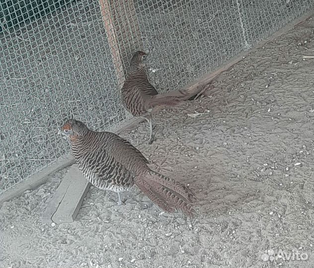 Фазан алмазный