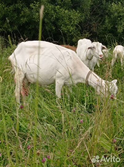 Коза нубийская, зааненская, козочка нубийка