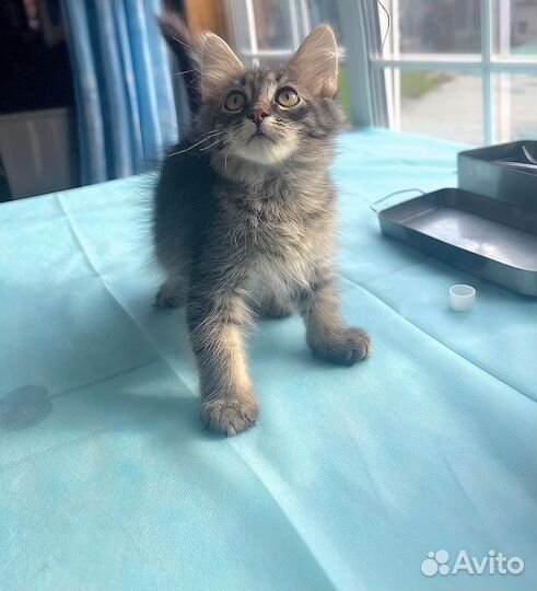 Котик бесплатно