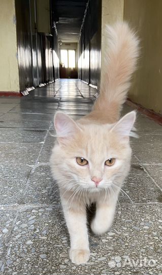 Котенок персиковый