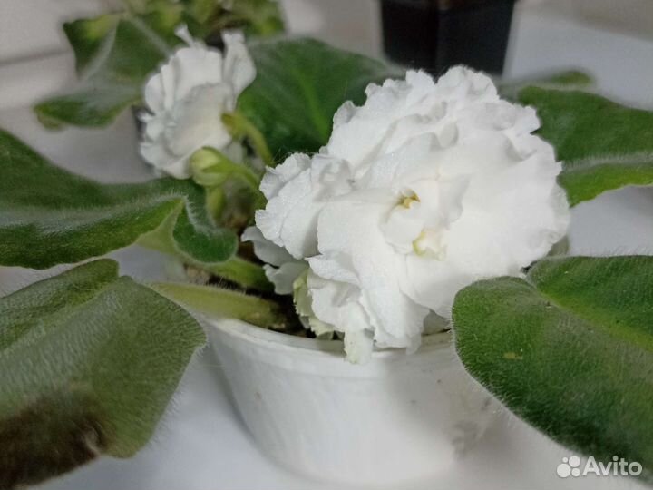 Фиалка белая махровая