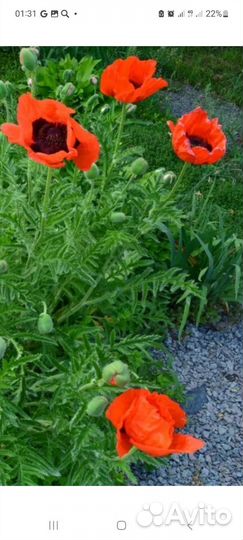 Мак садовый многолетний