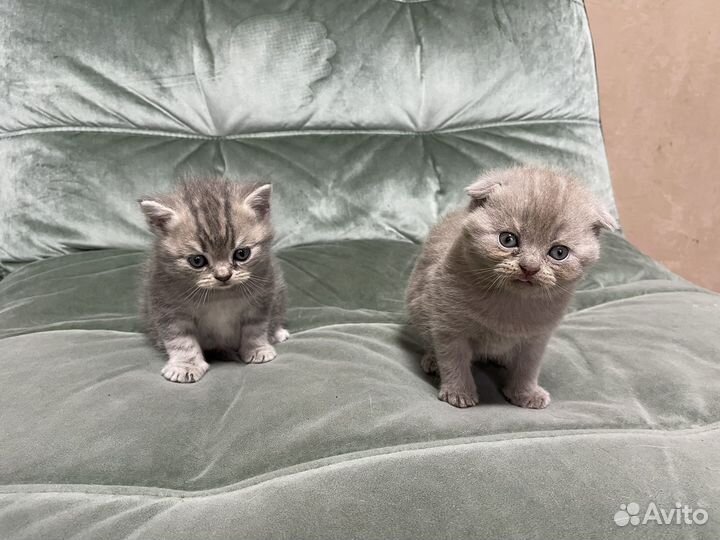 Шотландская вислоухая