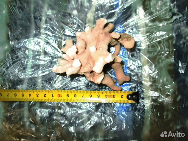 Морские кораллы натуральные