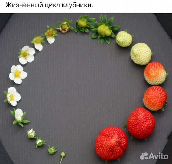 Рассада ремонтантной клубники 3 сорта