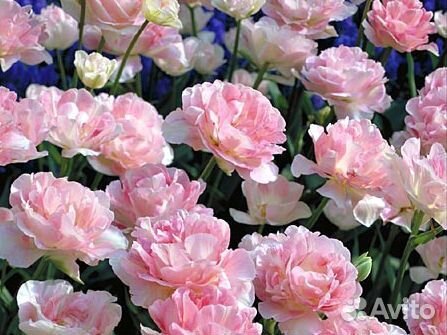 Луковицы тюльпана Анжелика