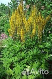 Бузульники тенелюбивые 4 вида