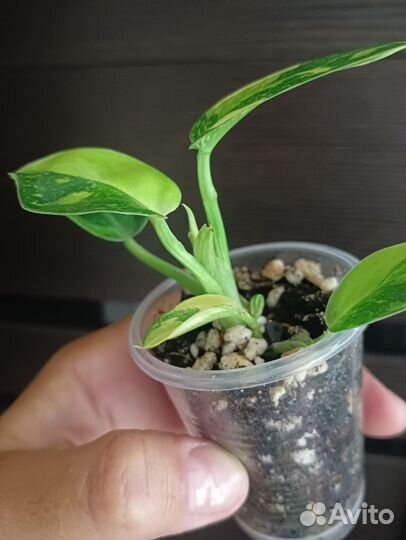 Филодендрон конго грин марбл