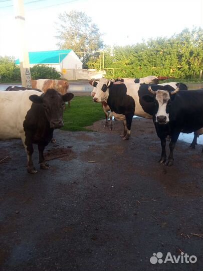 Коровы дойные молочные в Остроленском