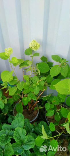 Гортензия Анабель