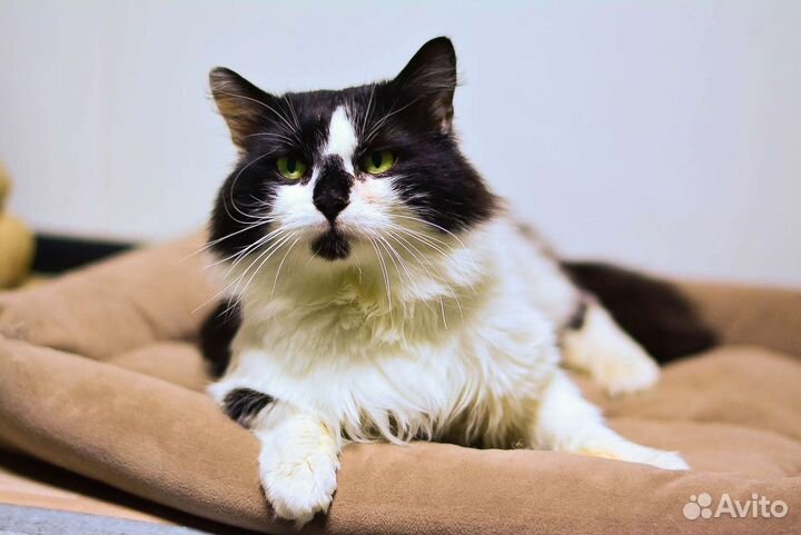 Котик кастрирован