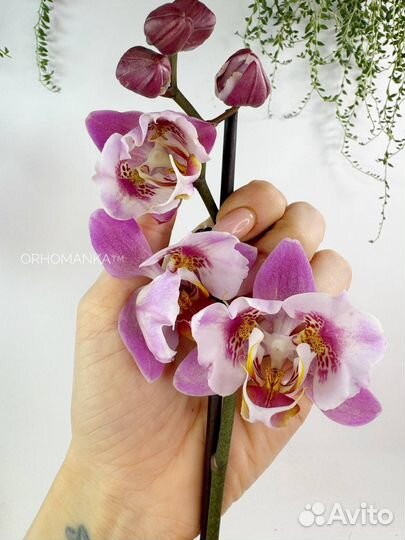 Орхидея фаленопсис Кадиллак трилипс