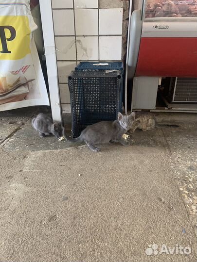 Котята
