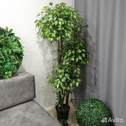 Искусственные деревья фикусы 