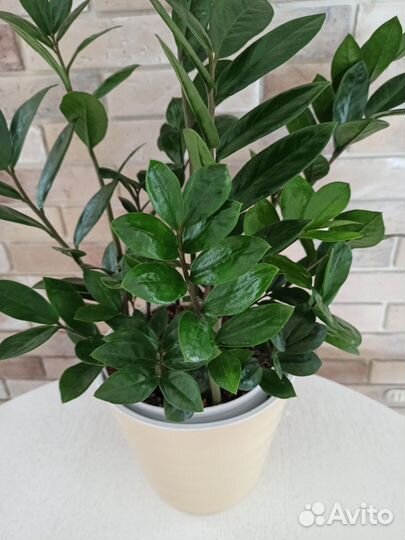 Замиокулькас