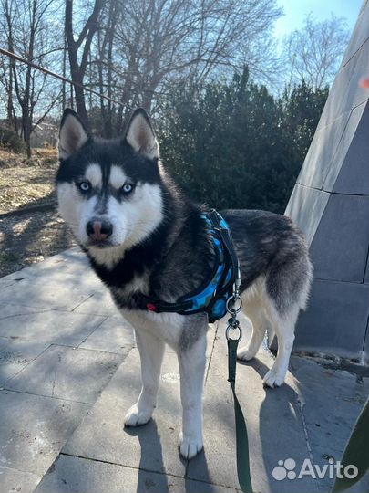 Хаски вязка