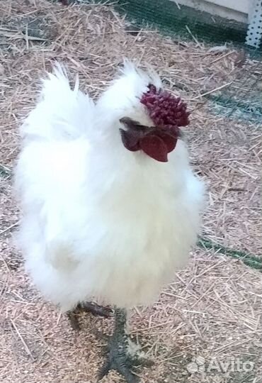 Петух порода китайская шёлковая