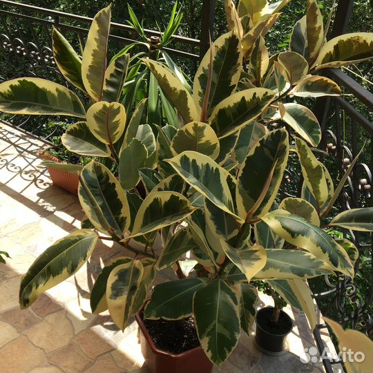 Фикус белиз