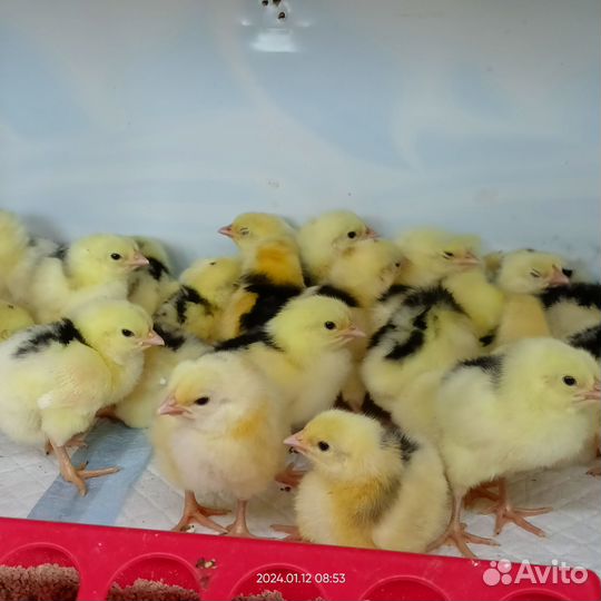 Цыплята суточные породистые