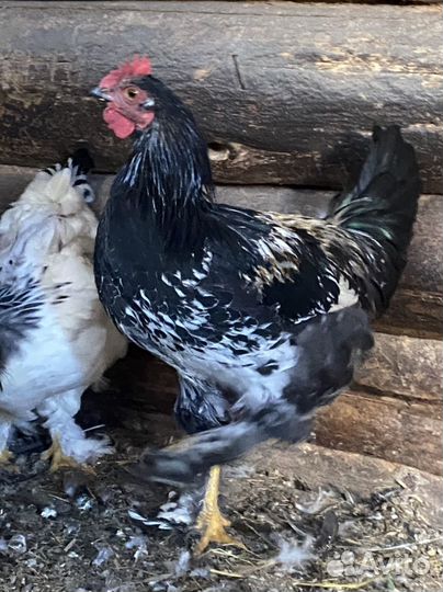 Молодые петухи