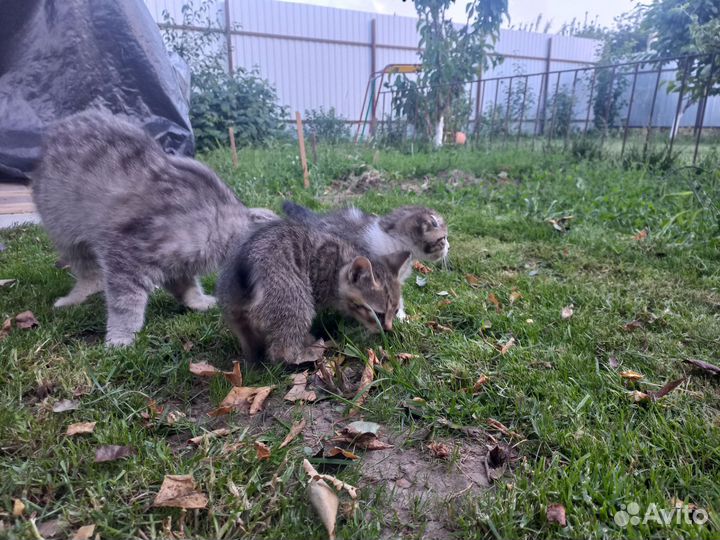 Котята от веслоухой кошки