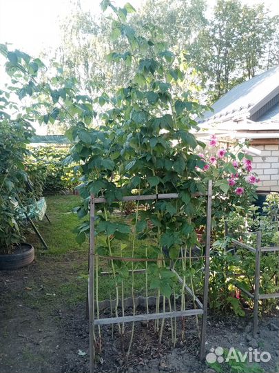 Ремонтантная малина