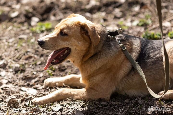 Щенок Пончик