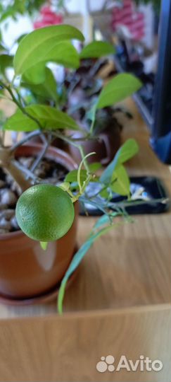 Лимон плодоносящий
