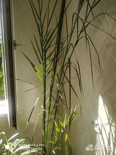 Драцена пальма