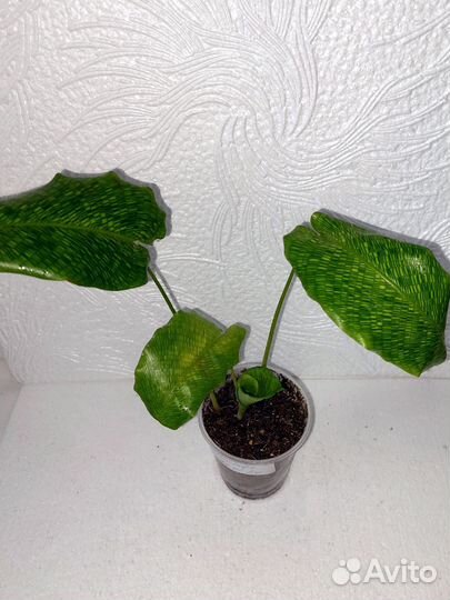 Калатея Нетворк (мозаичная)