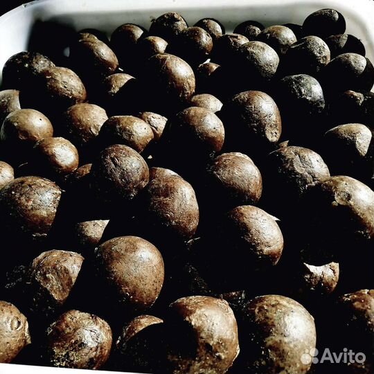 Продам прополис