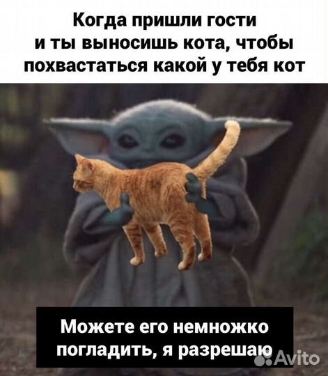 Груминг агрессивных и истеричных кошек и собак