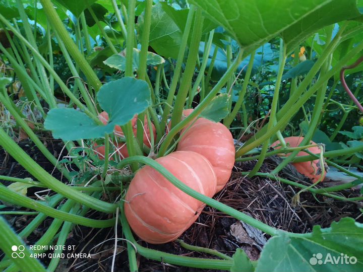 Тыква, кабачки