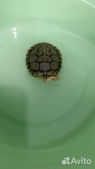 Черепаха мини