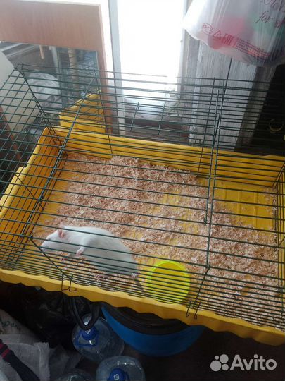 Крыса дамбо