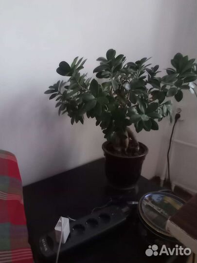 Замиокулькас